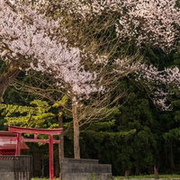 小さな祠と満開の桜～春の神社風景～赤い鳥居と春の和風景観の写真
