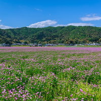 春のレンゲ畑と民家の農村風景 田舎の水田風景の写真