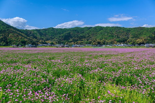 春のレンゲ畑と民家の農村風景 田舎の水田風景