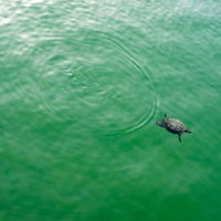 池ポチャ亀さん、緑の水面を泳ぐ野生のカメの自然な姿の写真