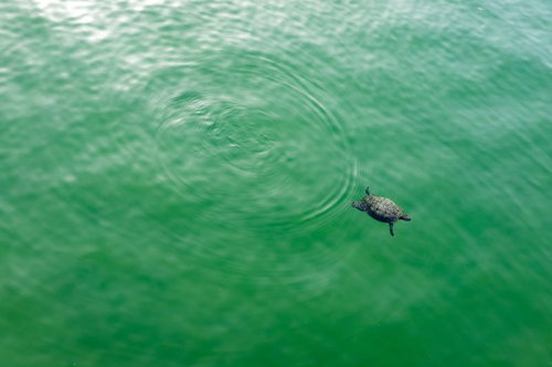 池ポチャ亀さん、緑の水面を泳ぐ野生のカメの自然な姿