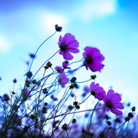 凛と咲き誇るコスモス、青空を背景に揺れる秋桜の写真