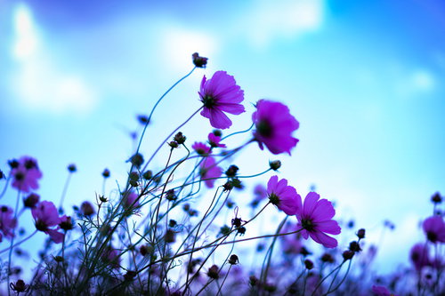 凛と咲き誇るコスモス、青空を背景に揺れる秋桜