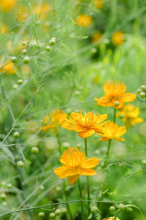 黄色からオレンジ色に咲くトロリウス・ゴールデンクイーン