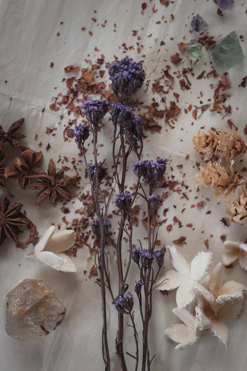 白い背景に散りばめたドライフラワーと木の実