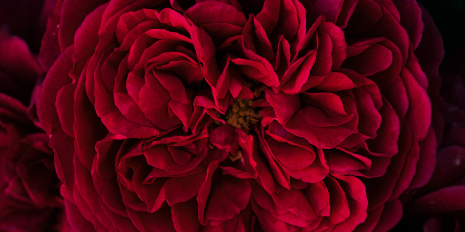 深紅の薔薇の花びらが幾重にも重なったクローズアップ写真