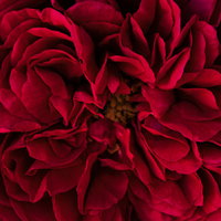 幾重にも重なる深紅の薔薇の花びらの写真