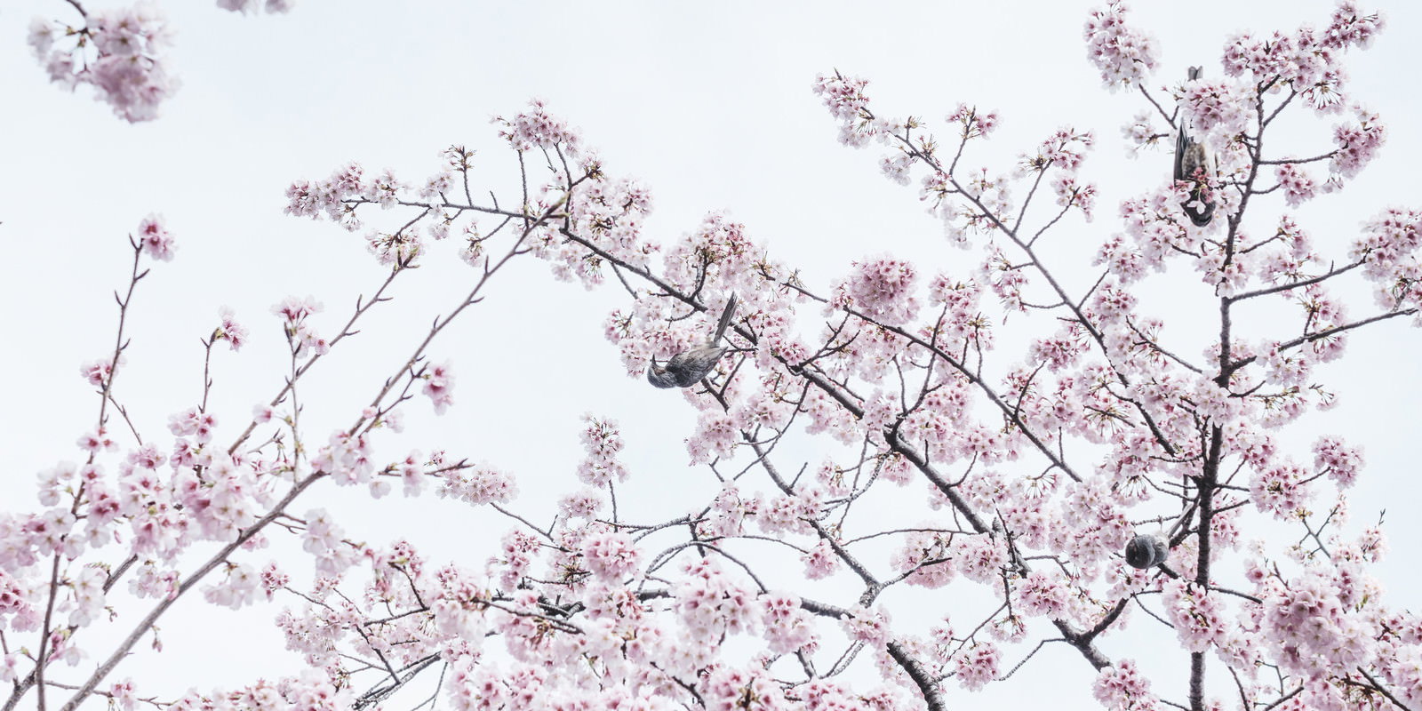 満開の桜の枝に止まり花蜜を求める野鳥