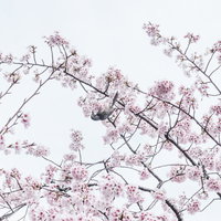 満開の桜の枝に止まり花蜜を吸う野鳥の写真