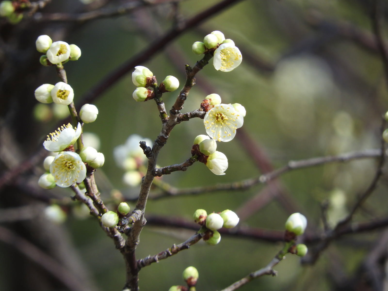 枝に咲き始めた白い梅の花と蕾が写っている早春の風景