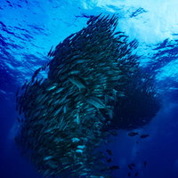 ダイビングで撮影したギンガメアジの魚群トルネードの写真