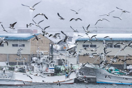 港の埠頭の空を飛び交うカモメの群れと漁船