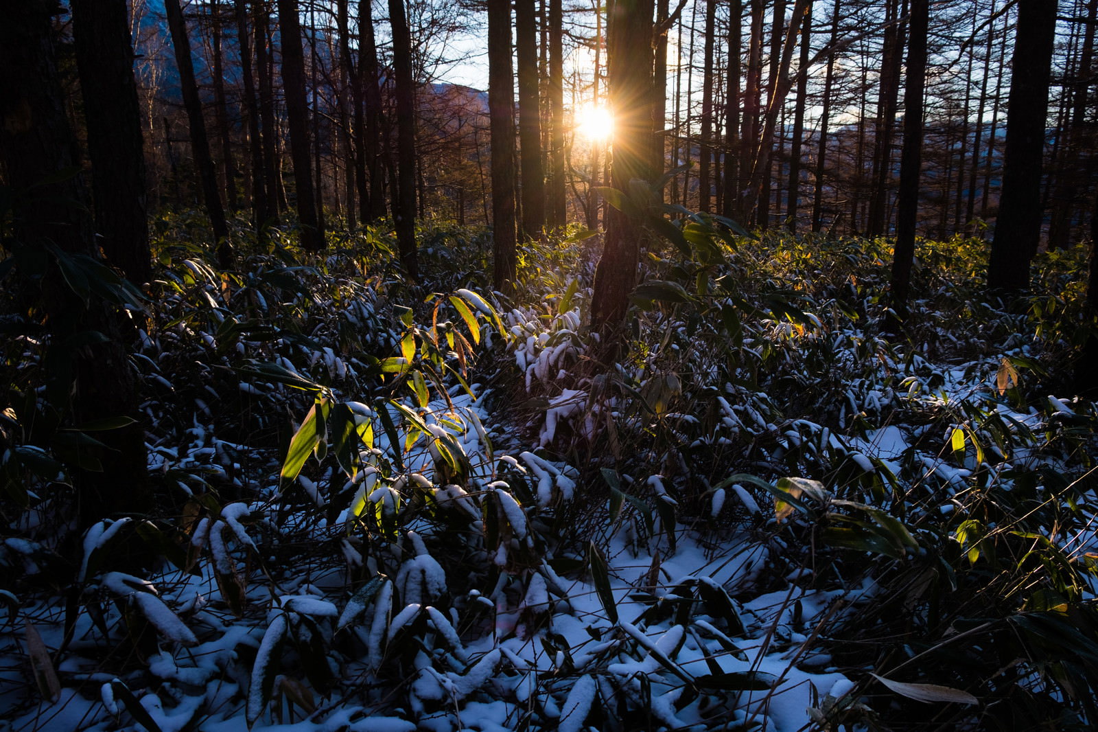 人気のない冬山の夕暮れの森