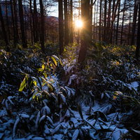 哀愁漂う冬山の夕暮れの森の写真