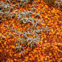 地面一面に敷き詰められたオレンジ色のもみじ、モザイクのような落ち葉の写真