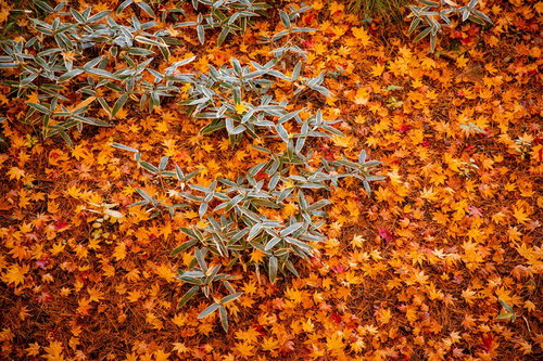 地面一面に敷き詰められたオレンジ色のもみじ、モザイクのような落ち葉