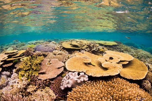 サンゴの楽園、水納島の海中冒険