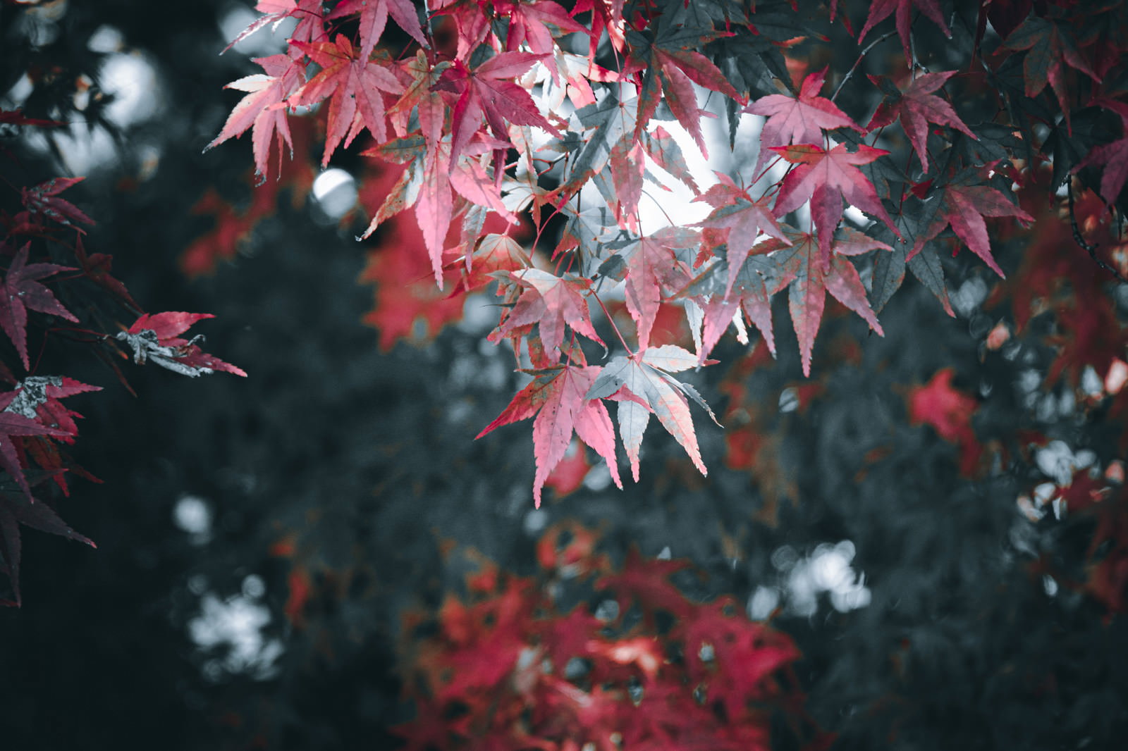葉脈が透けるモミジの紅葉