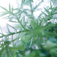 植物の葉に付いた朝露のマクロの写真