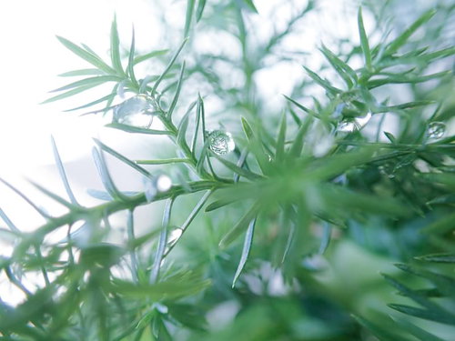 植物の葉に付いた朝露のマクロ