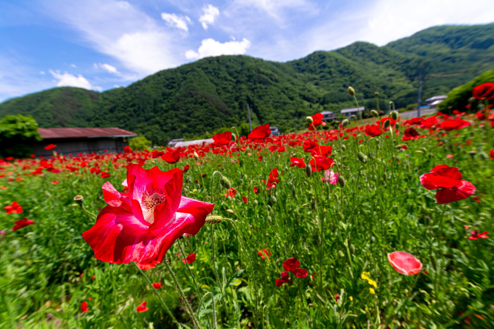 山を背景に赤いポピーが一面に咲く花畑と手前の大きなピンクのポピー