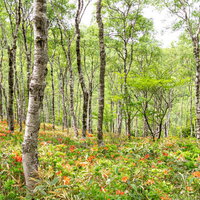白樺林に咲くレンゲツツジの群生地（白樺平）の写真
