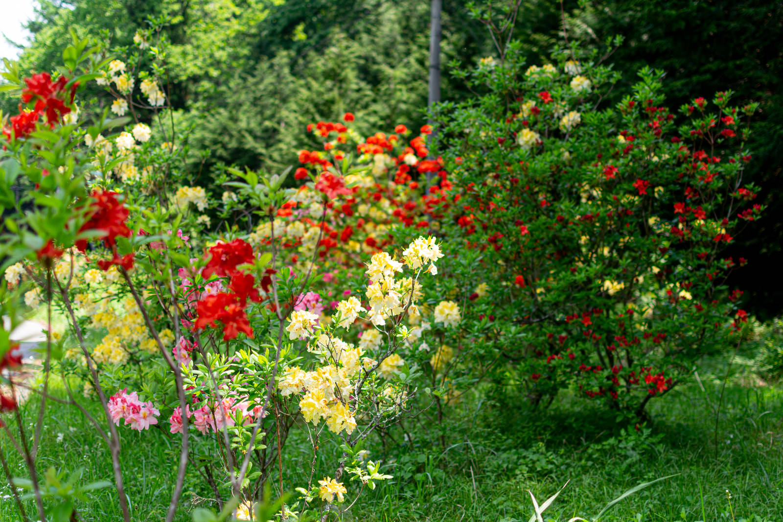 緑の葉に囲まれて咲く赤、ピンク、白色のアザレアの花