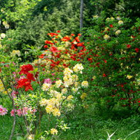 丘に咲くアザレア（西洋ツツジ）の花々と緑の庭園風景の写真