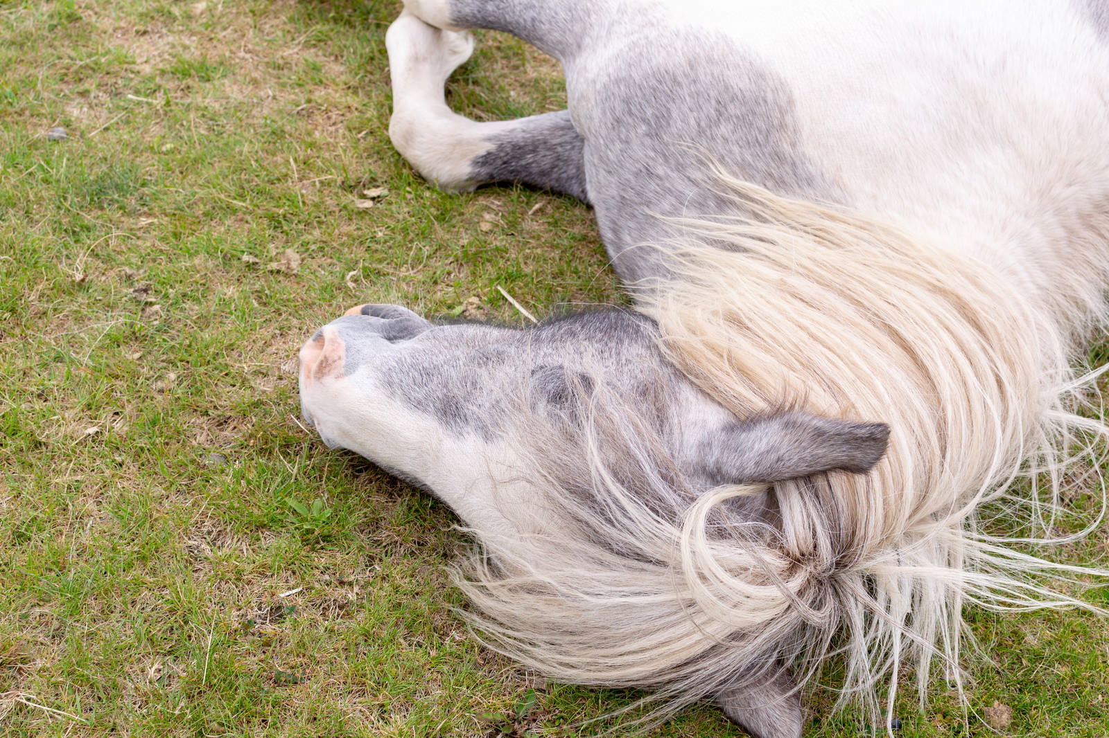 草原に横たわって眠る白い馬の横顔