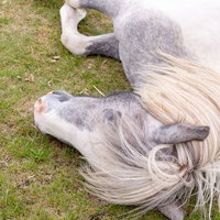 草原に横になり眠る白い馬の横顔の写真
