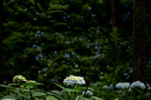 紫陽花と蜘蛛の巣が映るアジサイ公園の初夏風景