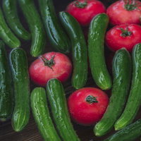 採りたてのトマトときゅうりの新鮮野菜の写真