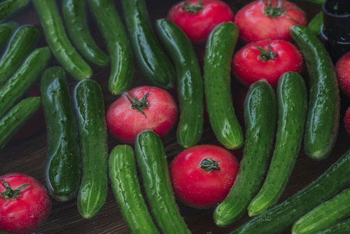 採りたてのトマトときゅうりの新鮮野菜