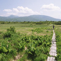 八甲田山の湿原を木道で歩く登山者の後ろ姿の写真