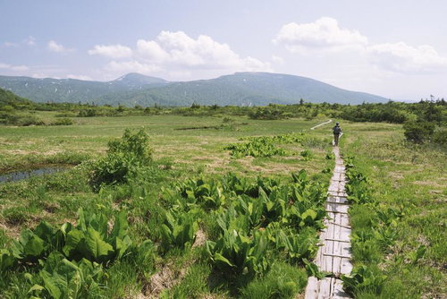 八甲田山の湿原を木道で歩く登山者の後ろ姿