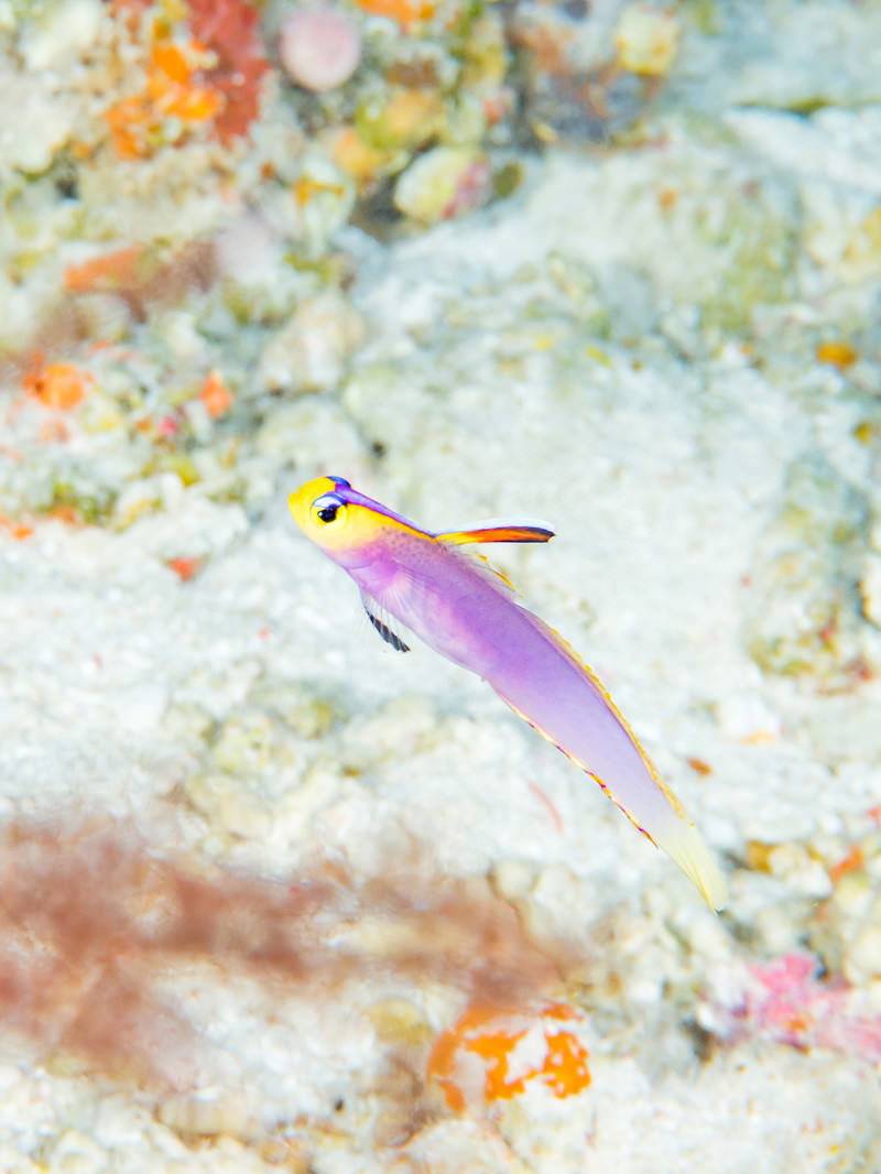 紫色の体に黄色の背びれを持つヘルフリッチが海底近くを泳ぐ