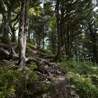 日本百名山・高妻山の稜線登山道に差し込む木漏れ日の写真
