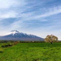 残雪の岩手山を背景に咲く一本桜の春風景の写真
