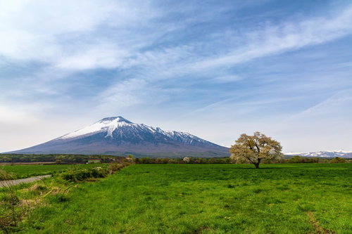 残雪の岩手山を背景に咲く一本桜の春風景