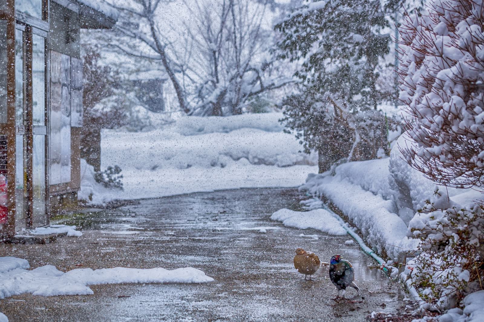 降りしきる雪の中で積雪の上を歩く2羽のキジ