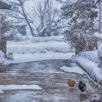 キジ夫婦「めっちゃ雪降ってきた」の写真