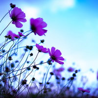 青空に向かって咲くピンクと紫のコスモスの花の写真