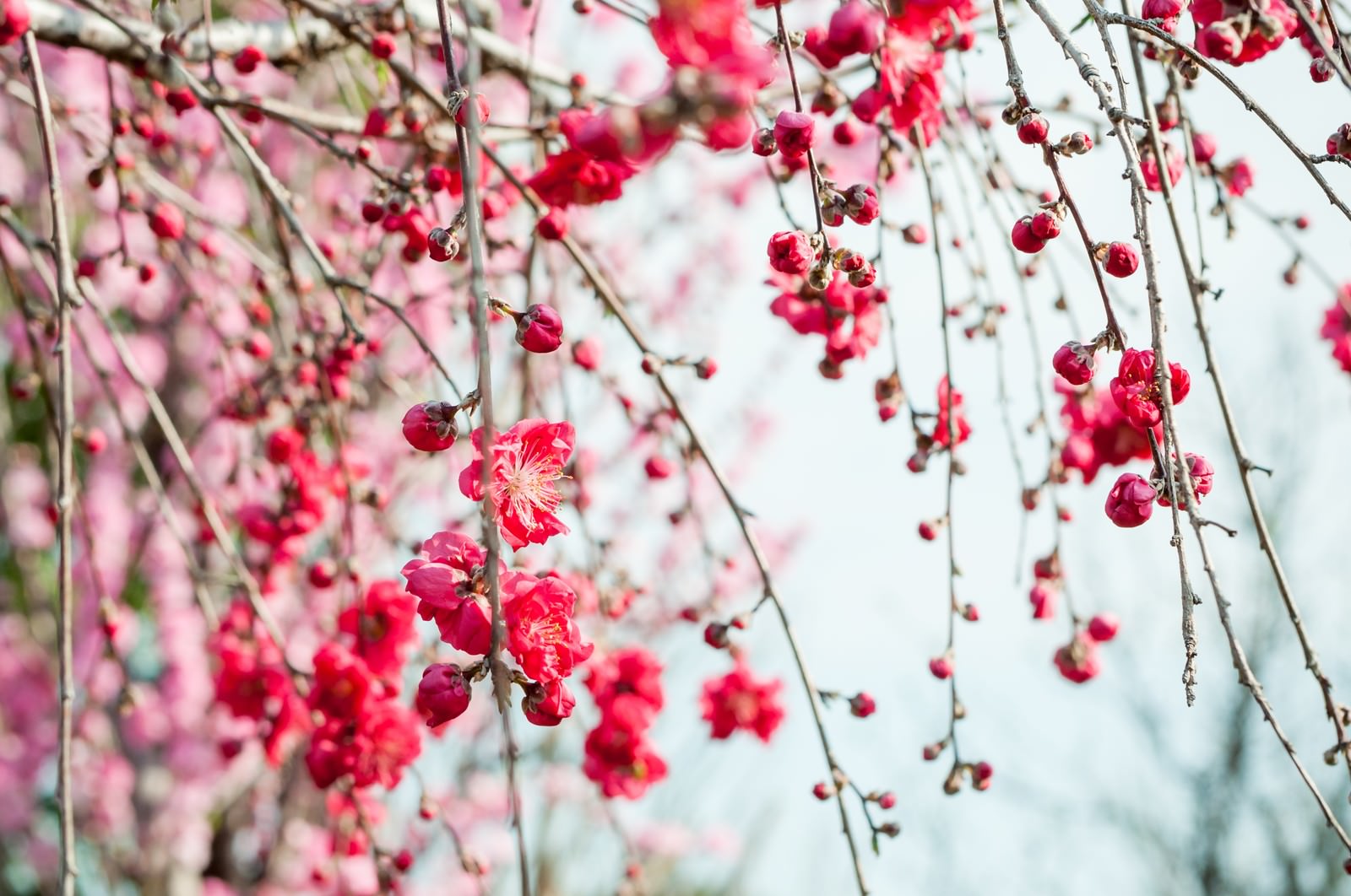 濃いピンク色の花を咲かせた花桃の枝が垂れ下がっている
