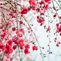 垂れ下がる花桃の枝に咲く濃いピンク色の花の写真