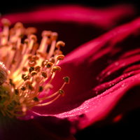 濃いピンクの花びらと雄しべのクローズアップの写真