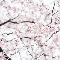 春を彩る満開の桜と枝 - 淡いピンク色の花びらが咲き誇る季節の写真