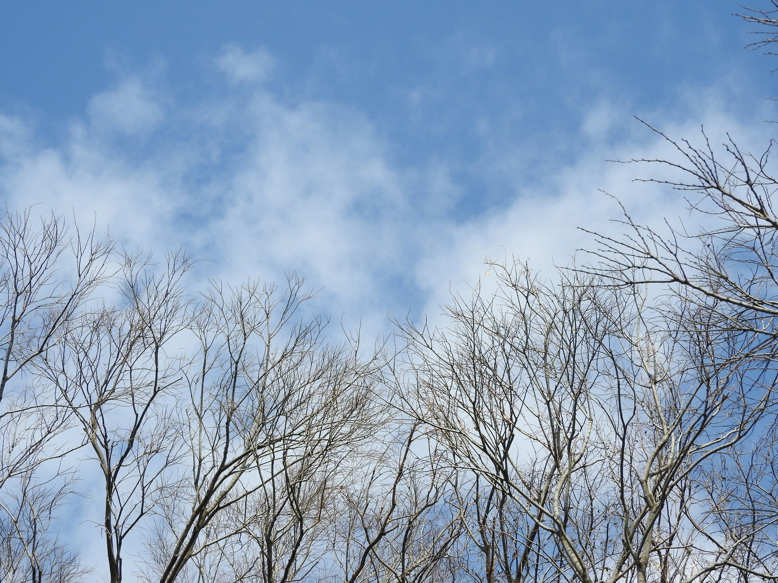 青空に向かって伸びる葉の落ちた木の枝と白い雲
