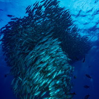 ギンガメアジの群れが渦巻く海中の光景とダイビングスポットの写真