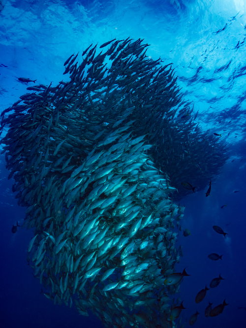 ギンガメアジの群れが渦巻く海中の光景とダイビングスポット