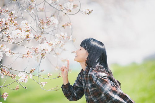 チェックシャツを着た黒髪の女の子が開花した桜の花の香りを嗅ぐ